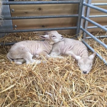 Lambing season 2019 @ Oldbury Cottage Care Farm