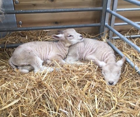 Lambing season 2019 @ Oldbury Cottage Care Farm