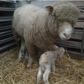 First lambs of 2019 at Oldbury Cottage Care Farm